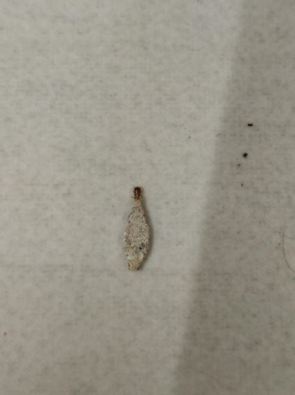 Tiny Bugs On Walls And Ceiling