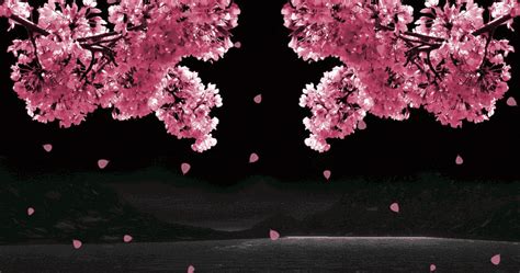 Gambar Animasi Bergerak Bunga Sakura Jepang Yang Paling Cantik