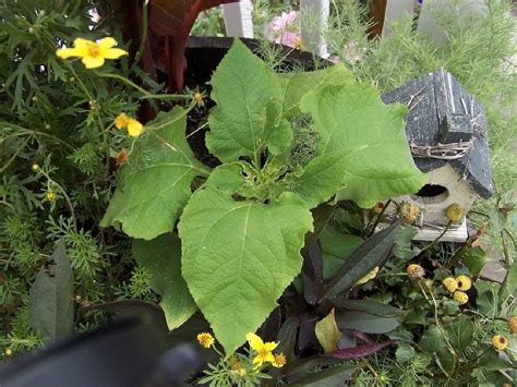 Johnson grass (sorghum halepense), a perennial grassy weed, has stalks that grow 6 to 7 feet tall with a clumping habit. Perennial Passion: It is Mexican Sunflower After All