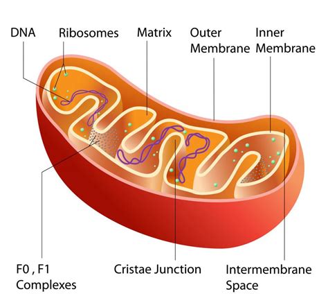 What Is Mitochondrial Dna With Pictures