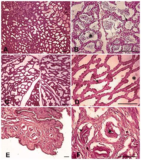 Histology Of The Mammary Gland Photomicrographs Showing The Basic