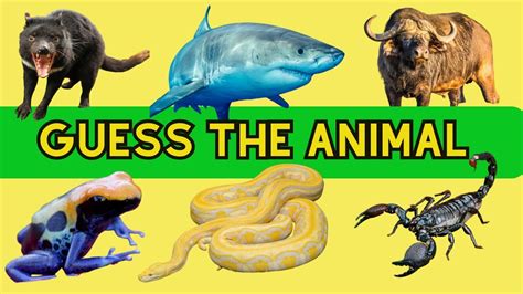 Guess The Animal Part 2 Animal Quiz Youtube