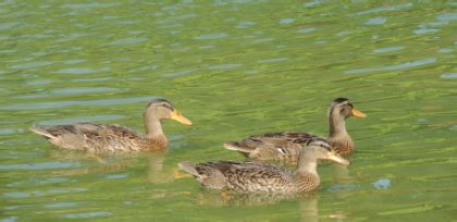 The Problem with Feeding Ducks | The Wildlife Center of Virginia