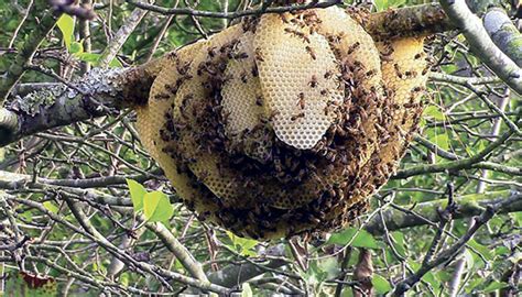 Honey Bees Nest