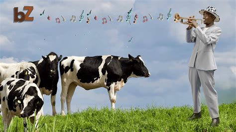 How Music Can Help Cows Produce More Milk Youtube