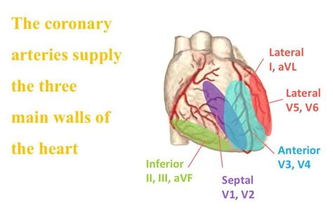 Ecg Correlations To Arteries Coronary Circulation As It Relates To A