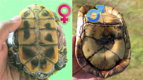 How To Tell If A Turtle Is Male Or Female Red Eared Sliders