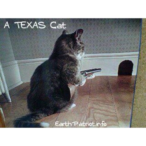 Texas Cat Texas Humor Texas Cats