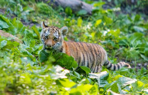 Rosamond Ford Zoo Welcomes Two Rare Amur Tiger Cubs To The Public