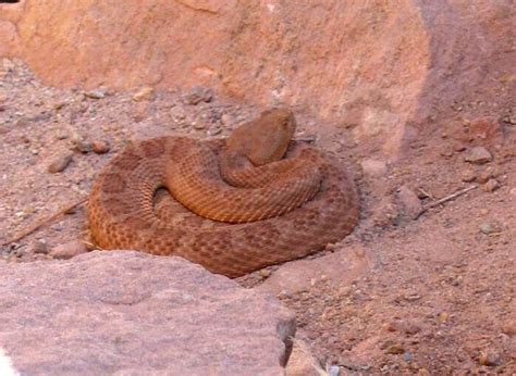 Grand Canyon Rattlesnake Facts And Pictures