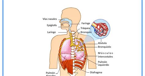 Aula Aumentada Biologia Guía De Estudio 2do Año Aparato Respiratorio