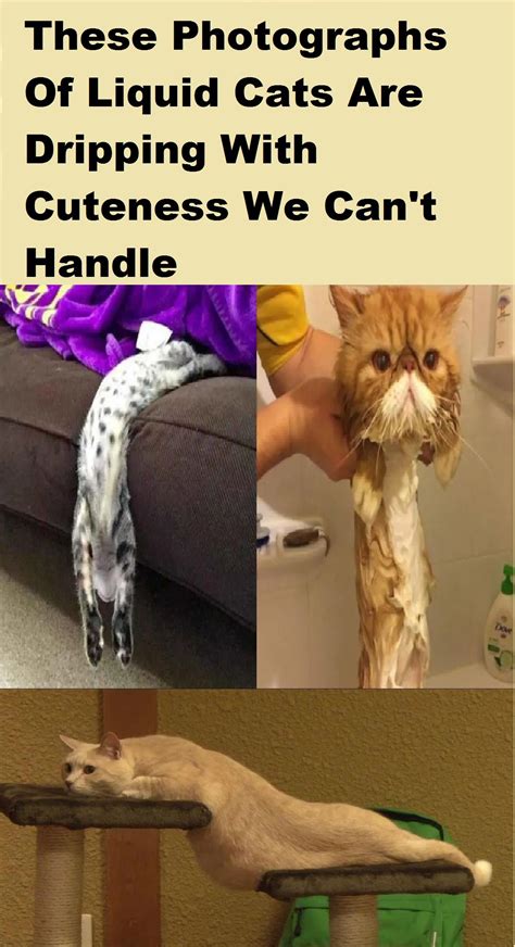 76 Meme Cats Are Liquid