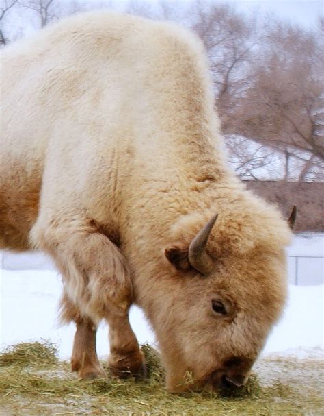 White Buffalo Our Zoo Is Home To This Beautiful And Rare W Flickr
