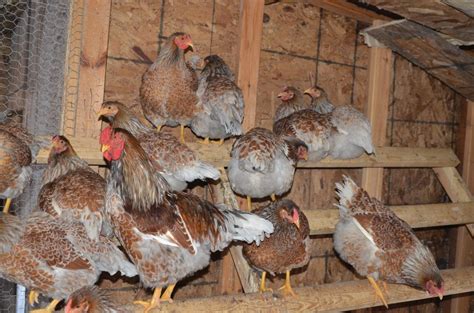 The wyandotte is an american breed of chicken developed in the 1870s. Blue Laced Red Wyandotte Hatching Eggs - chicken