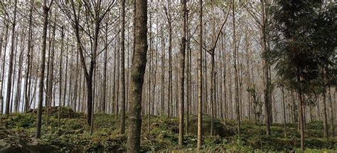 New tree plantations could be established or already existing plantations could be replanted in the next rotation period with other species, preferably with native species, which may be better able to. Survival and Restoration of China's Native Forests ...