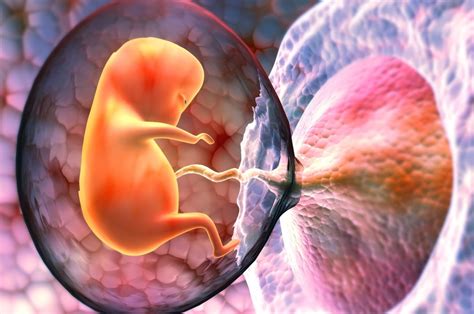Плацента при беременности: гормоны, развитие ребенка