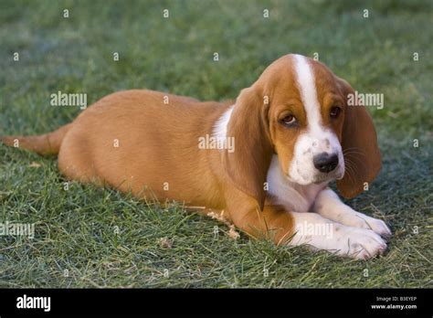 Cute Brown And White Basset Hound Puppy Lying Down Outdoors In The