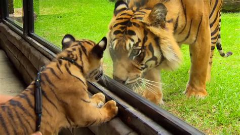 Tiger: The National Animal of South Korea