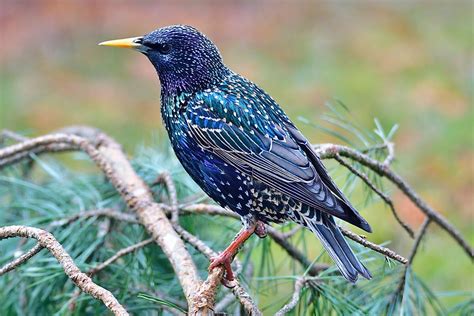 8 Famous Garden Birds Of Ireland Worldatlas