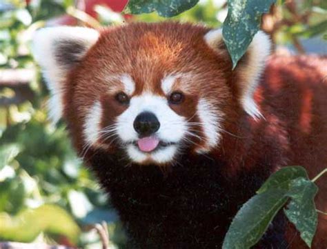Fargo, ND : Red Panda at the Red River Zoo. User comment: The photo