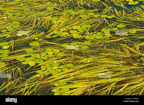 Aquatic Vegetation On Isabel Lake Lily Pads And Sparganium Kenora