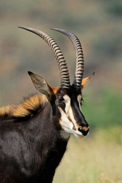 The group of oryx is called herd which comprises 600 individuals. Top 10 Most Elegant Antelope Species in Africa