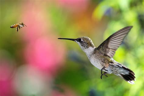 You should think of hummingbirds as bees with feathers