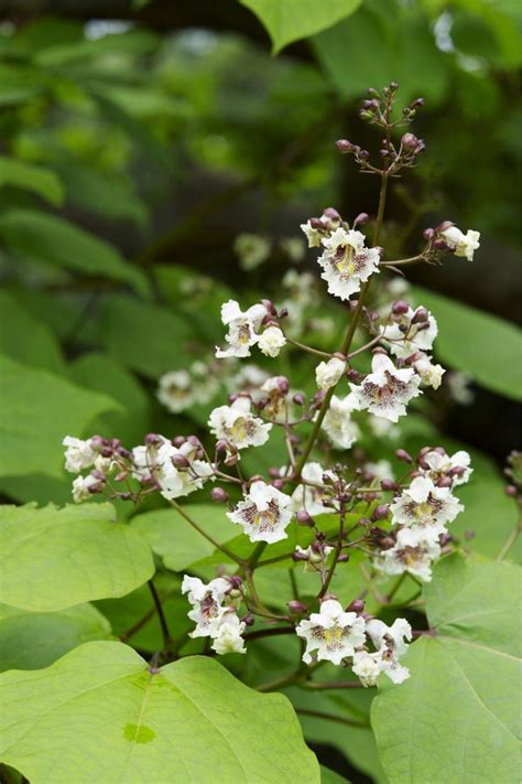 Schnell wachsende laubbäume für den garten. Schnell wachsende Bäume und Sträucher: Die besten Arten ...