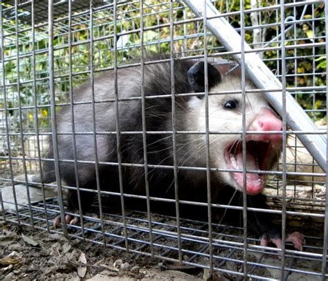 How To Trap Possums Bonus 3 Best Opossum Traps Reviewed