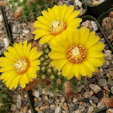 Flowering Cacti Best Indoor Flower Plants For Beginners Popsugar Home Photo 27