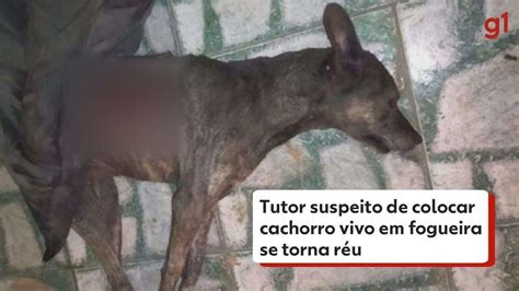 Tutor Suspeito De Colocar Cachorro Vivo Em Fogueira Para Matá Lo Se Torna Réu Na Justiça Do