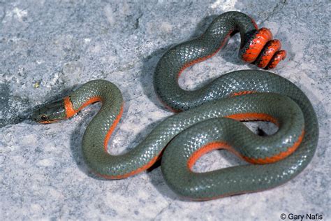 Gray with a light ring around the neck. Coral-bellied Ring-necked Snake - Diadophis punctatus ...