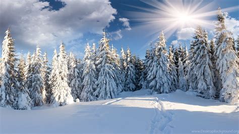 2560x1600 Path Winter Snow Christmas Tree Forest The Sun