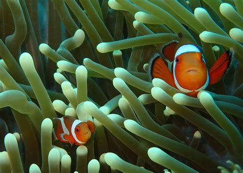 50 Unbelievable Interesting Facts About Clownfish Revealed 2024