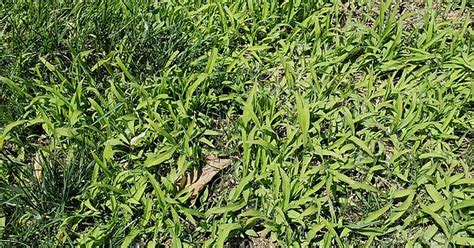 Id Weeds In Lawn Album On Imgur