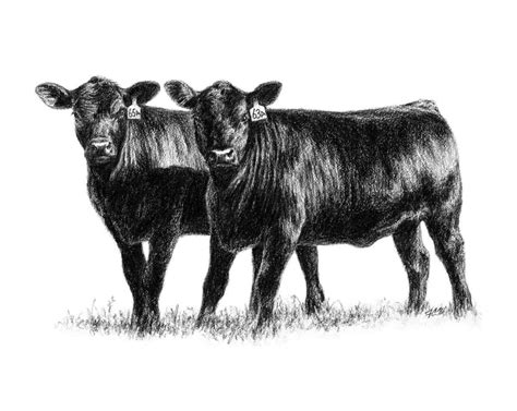 Angus Cattle PNG Transparent Angus Cattle.PNG Images. | PlusPNG