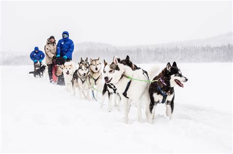 First Time Dog Sledding Swedish Lapland