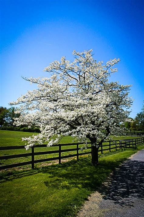 The dogwood tree offers beautiful spring flowers, colorful fall foliage and attractive berries. Flowering White Dogwood | Dogwood tree landscaping, White ...