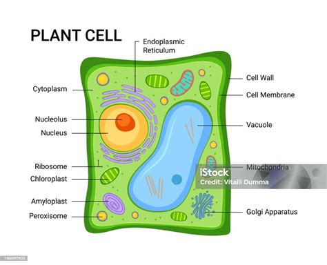 Vector Illustration Of The Plant Cell Anatomy Structure Infographic