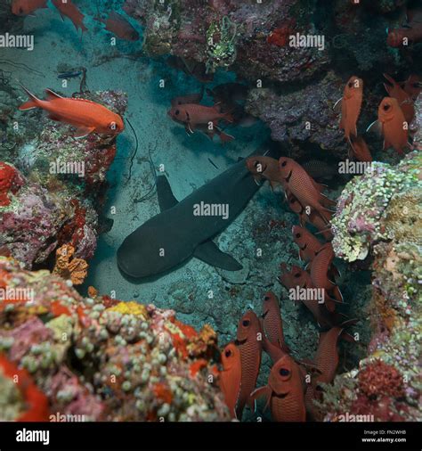 Whitetip Shark Reef Durmiendo En El Reef Atoll Keyodhoo Maldivas