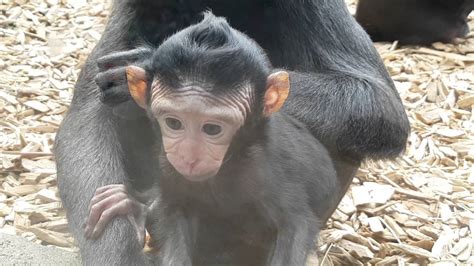 Very Cute Adorable Baby Monkey 4k Samsung S7 Edge Youtube