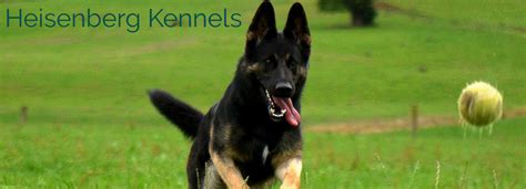 Heisenberg Kennels Working Line German Shepherds