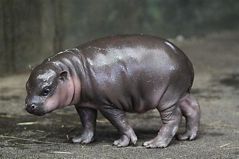 Pygmy Hippo Facts Animals Of Africa
