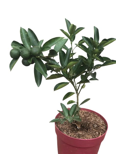 Calamansi Tree - Unbeleafable