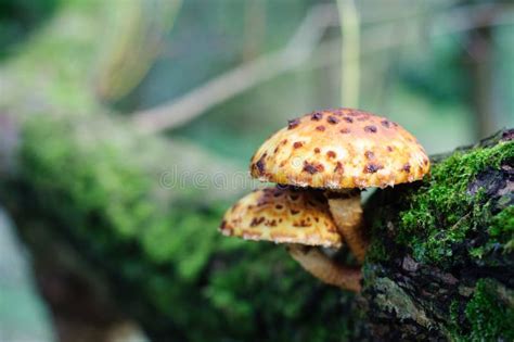 Yellow And Brown Spotted Mushroom Stock Photo Image Of Danger Fungus
