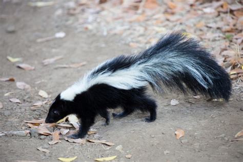 As an amazon associate, we may earn an affiliate commission when you buy through links on this page. Trapping and Prepping Skunk for Eating - The Prepared Page