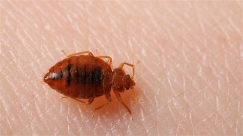 Do Bed Bugs Jump Know How They Move And The Treatments