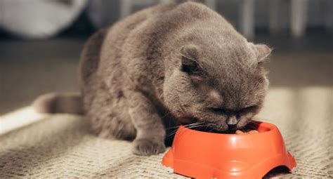 Recommended cat foods for older cats. Top 5 Soft Dry Cat Food for Senior Cats (& More) with Reviews