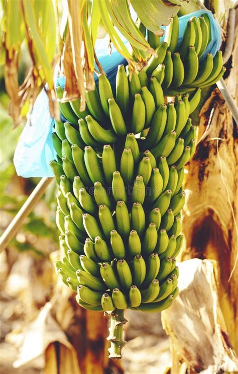 Bananas Fruit On Banana Plant In Tropical Farm Natural Food Nutrition