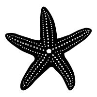 Download Starfish svg for free - Designlooter 2020  ‍ 